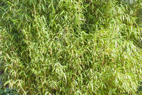 Bambus image