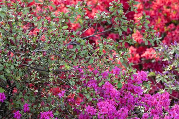 Rhododendren & Azaleen image