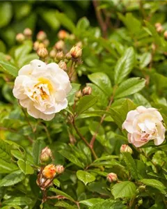 Ramblerrose 'Ghislaine De Feligonde'