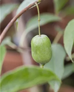 Prunus domestica 'Imperial', Säulen-Pflaume 'Imperial' - Gaertnerei Boock