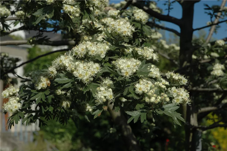 Crataegus monogyna Hecke