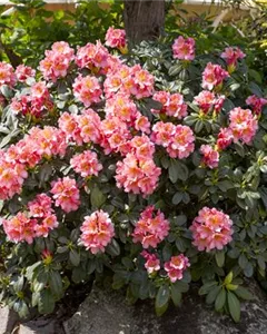 Rhododendron-Hybride