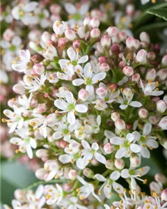 Japanische Fruchtskimmie 'Fragrant Cloud'