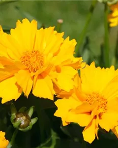 Garten-Mädchenauge 'Elfin Gold'