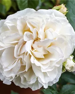 Historische Strauchrose 'Boule De Neige'