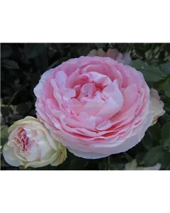 Strauchrose 'Eden Rose 85'