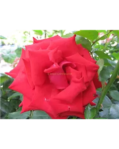 Edelrose 'Grande Amore'