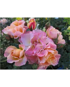 Strauchrose 'Landlust'