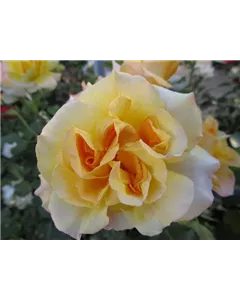 Strauchrose 'Sahara'