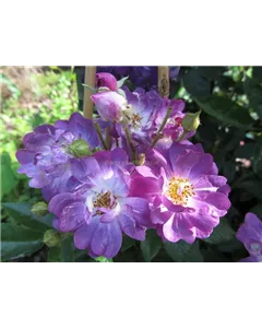 Ramblerrose 'Veilchenblau'