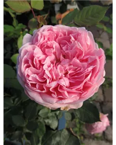 Englische Strauchrose 'Boscobel'