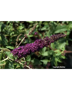 Sommerflieder 'African Queen'