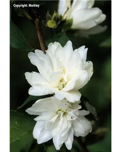 Gefüllter Gartenjasmin 'Schneesturm'