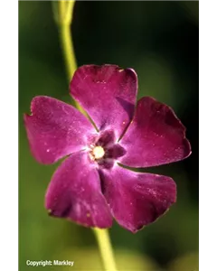 Rotblühendes Immergrün 'Atropurpurea'