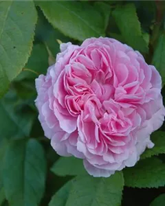 Parkrose 'Jacques Cartier'