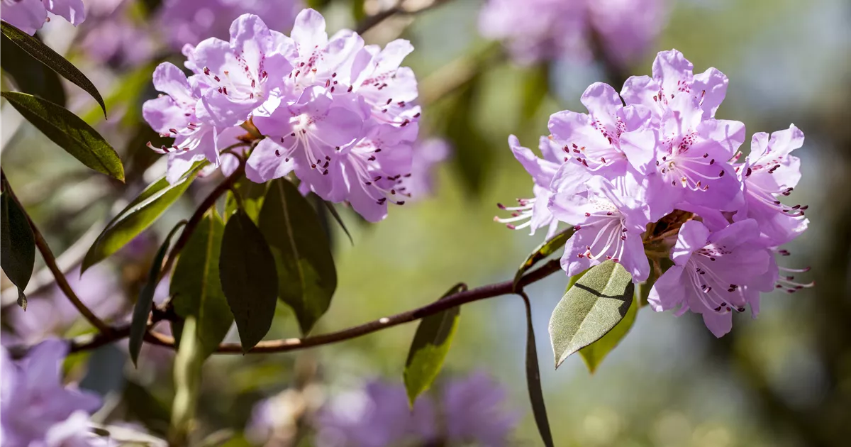 Rhododendron Campylogynum Var Myrtilloides Lilly Bell® Pearl