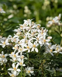 Orangenblume 'Aztec Pearl'