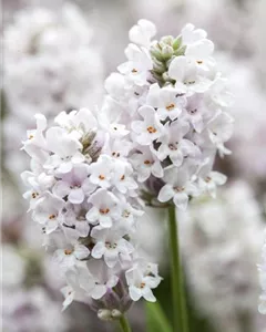 Weißblühender Lavendel 'Alba'