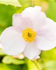 Filzige Herbst-Anemone 'Robustissima'