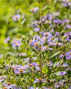 Herzblatt-Aster 'Twilight'