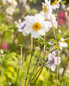 Herbst-Anemone 'Whirlwind'