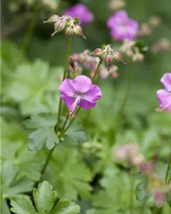 Cambridge-Storchschnabel 'Berggarten'