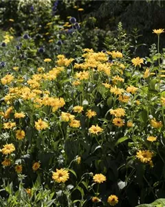 Stauden-Sonnenblume 'Meteor'