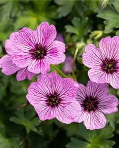 Aschgrauer Garten-Storchschnabel 'Laurence Flatman'