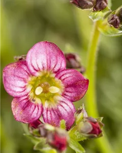 Garten-Moos-Steinbrech 'Rosenzwerg'