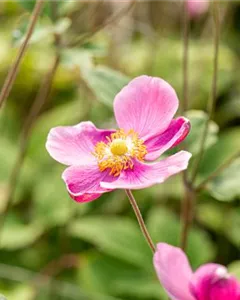 China-Herbst-Anemone 'Praecox'