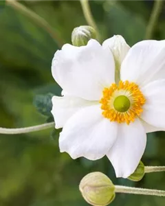 Herbst-Anemone 'Honorine Jobert'