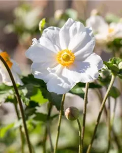 Herbst-Anemone 'Andrea Atkinson'