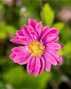 Herbst-Anemone 'Pamina'