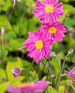 Herbst-Anemone 'Prinz Heinrich'