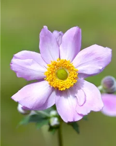 Filzige Herbst-Anemone 'Serenade'