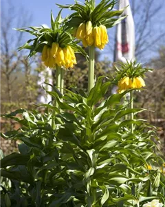 Kaiserkrone 'Maxima Lutea'