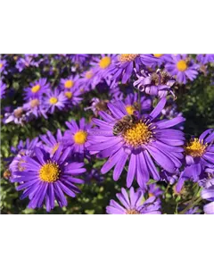 Sommer-Aster 'Jungfrau'