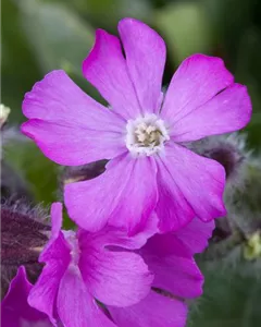 Garten-Herbst-Leimkraut 'Splendens'