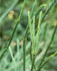 Hahnenkamm-Sicheltanne 'Elegans Viridis'