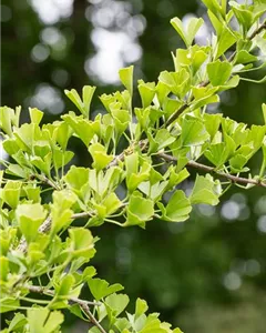 Fächerblattbaum 'Tubifolia'