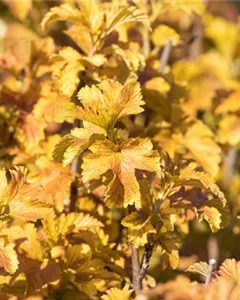 Blasenspiere 'Amber Jubilee'