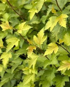 Blasenspiere 'Nugget'