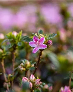 Japanische Azalee 'Kermesina Rose'