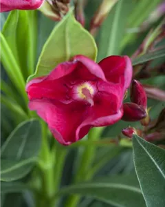 Oleander