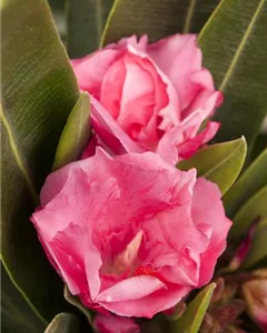 Oleander