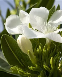 Oleander