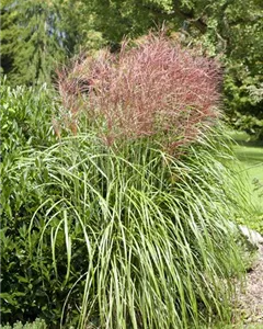 Garten-Chinaschilf 'Große Fontäne'