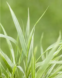 Japanisches Berggras 'Albostriata'