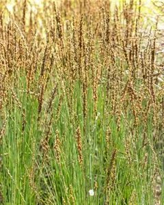 Kleines Pfeifengras 'Moorhexe'