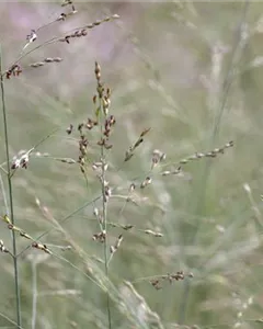 Ruten-Hirse 'Prairie Sky'